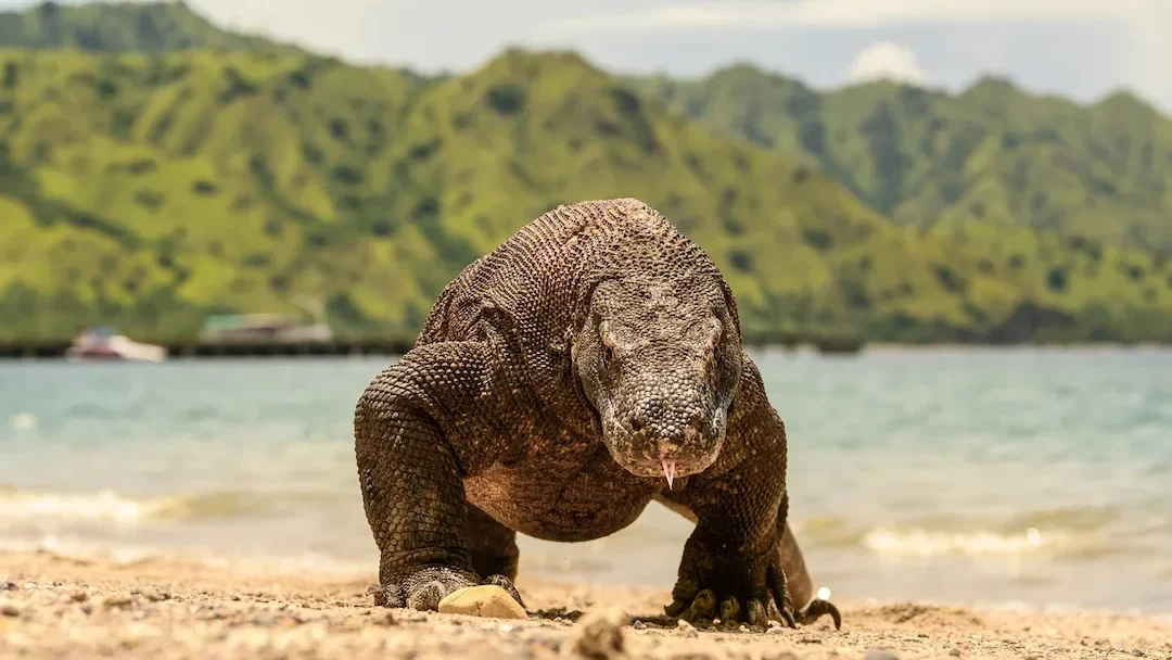 A Komodo dragon on the trail in Komodo National Park