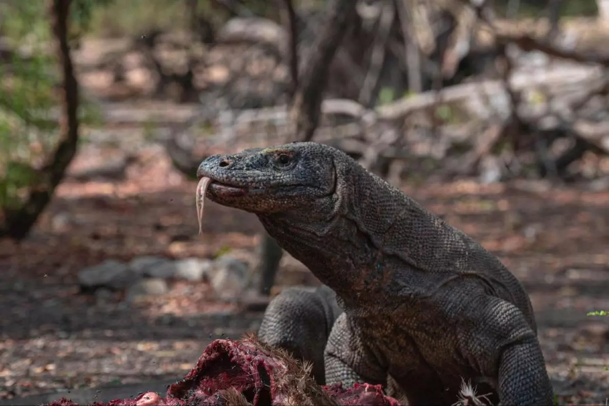 Safe and Responsible Komodo Escape: Park Rules, Dragon Safety and Sustainability Tips