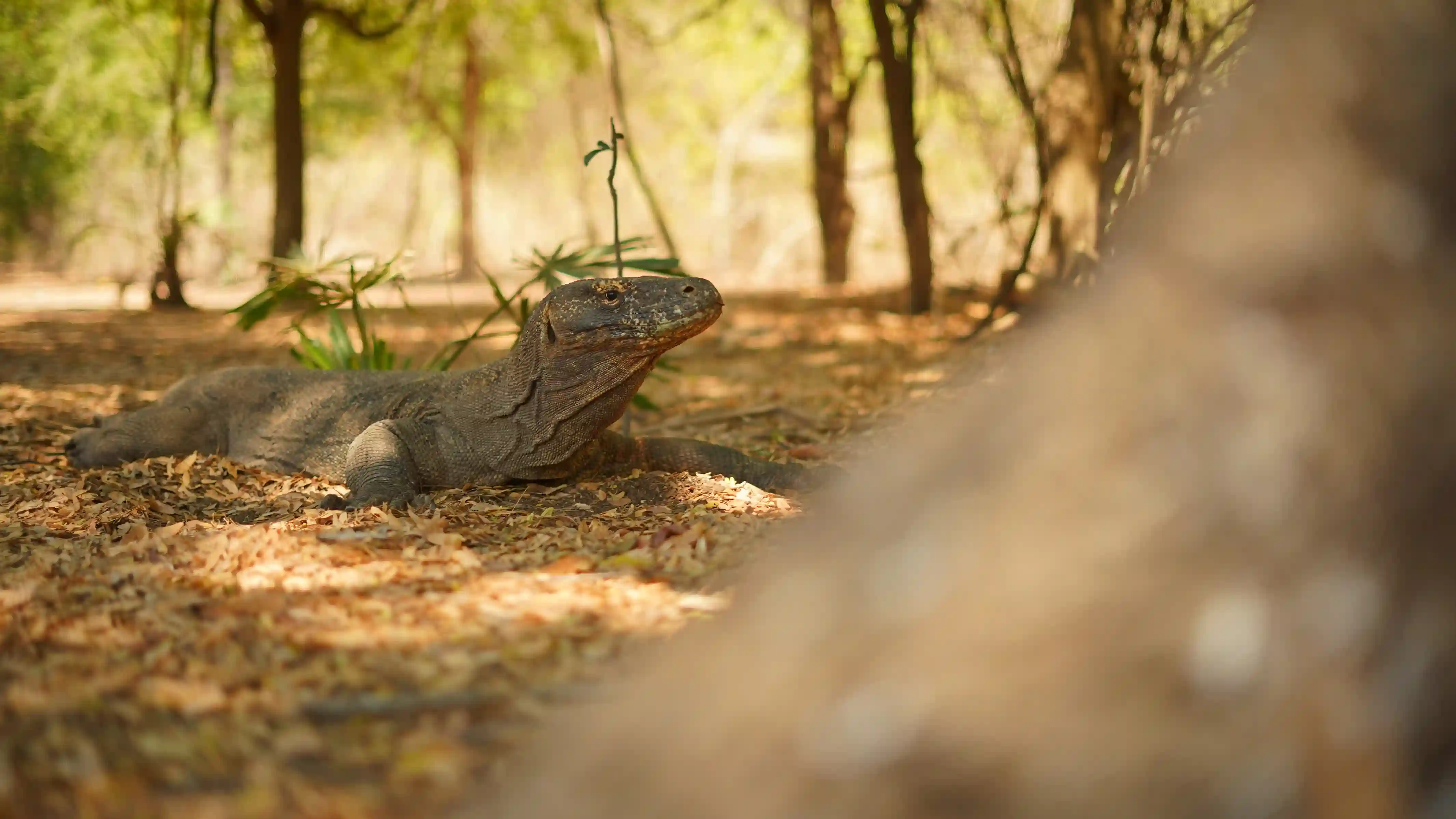 Komodo’s Role in Biodiversity Conservation: 2027 Insights