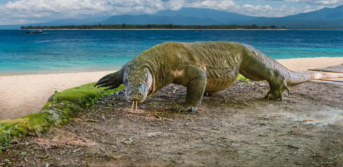 Komodo Dragon Conservation Efforts: 2027 Update