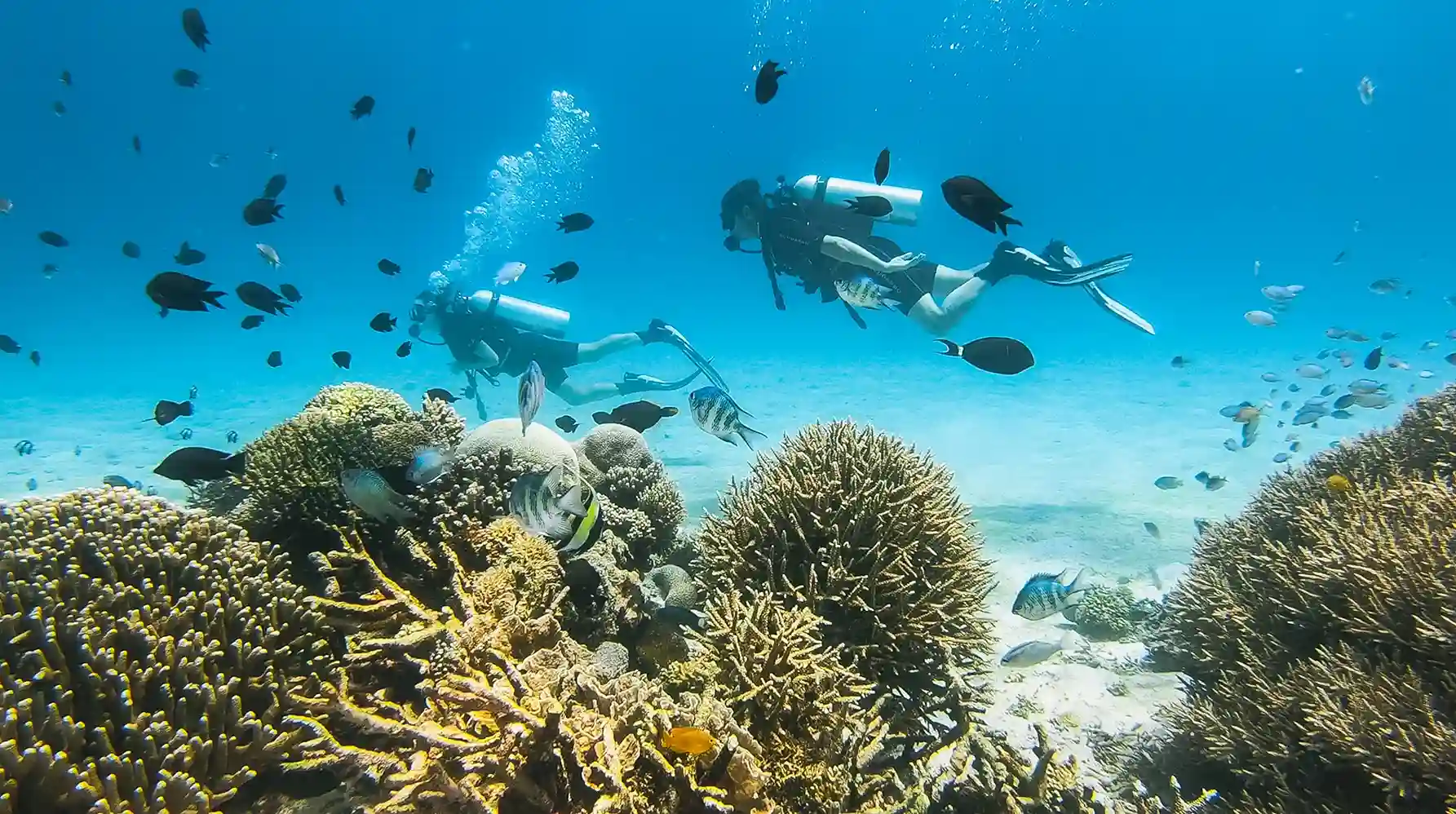 Komodo’s Underwater Wonders: New Discoveries in 2027